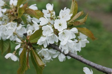Tree with beautiful white flowers in the garden