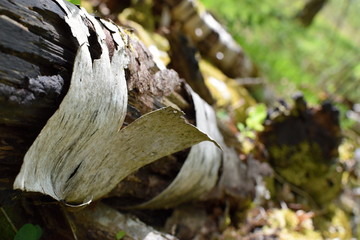 Krafttanken im Hechtmoor - Mai 2020