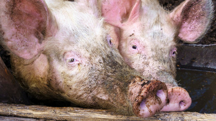 Funny pigs enclosed in a pig pen. Farmland concept.