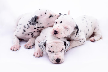 Three puppy dogs of the Dalmata breed on white background. Precious animals.