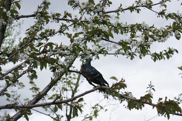 Grey pigeons on tree branches in the garden