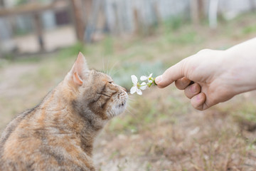 a man gives a cat a sniff of a flower