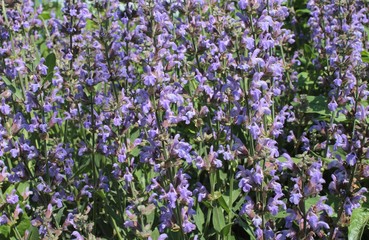 Fototapeta premium Blue flowers grow in the park, to use for the background.