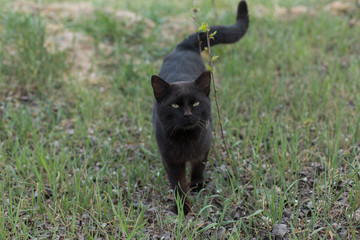 black cat walks in the green grass