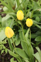 Obraz premium Beautiful yellow Tulips in the summer garden