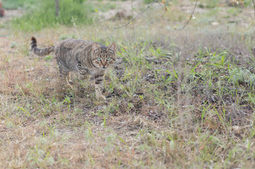 a tabby cat is sitting in the green grass