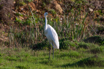 Great Egret in its natural habitat (Ardea alba)