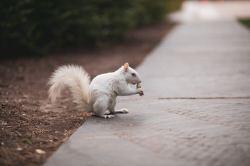 An albino squirrel is a rare sight in Washington, DC