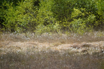 Krafttanken im Hechtmoor - Mai 2020