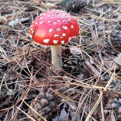 amanita muscaria fly agaric mushroom