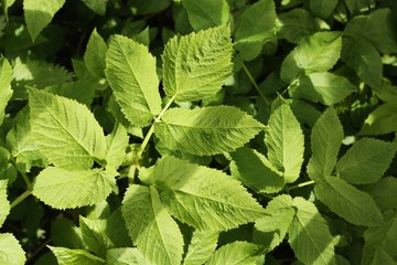 Beautiful green plant in the garden view