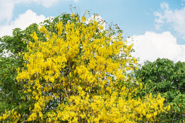 Fototapeta premium Beautiful Cassia fistula (Golden shower tree) blossom blooming on the tree with nature blurred background, known as golden rain tree, canafistula, and ratchapruek in Thailand.