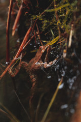 rana saliendo a tomas el aire, rana comun , foto de perfil de una rana marron clarito ,