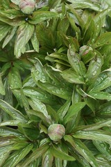Fototapeta premium Beautiful peony buds with dew close up