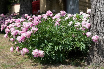 Dense bushes of huge terry pink peonies along the fence on a sun