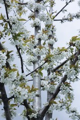 Tree with beautiful white flowers in the garden