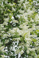 Tree with beautiful white flowers in the garden