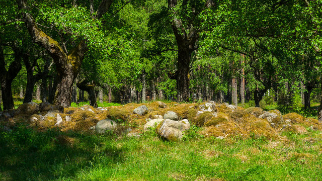 ancient viking grave in a forest in Norway near the town of Eidfjord