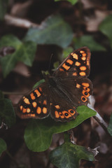 mariposa naranja sobre un fondo natural verde 