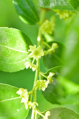 Jojoba blooming  tree flowers