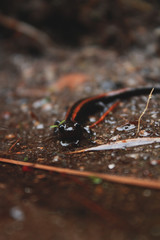 foto macro de una salamandra de espalda roja con la cabeza enfocada y el cuerpo desenfocado.