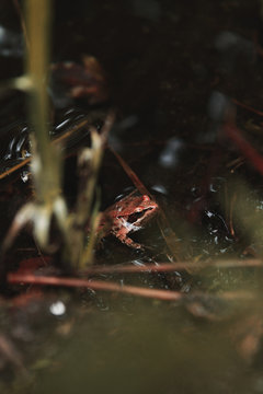 foto macro de rana en el estanque, con hierva desenfocada para dar sensación de estar escondido.