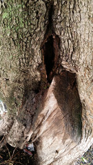 details of tree trunks