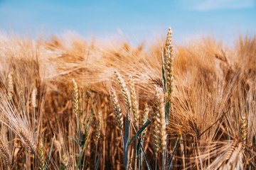 Fields of wheat at the end of summer fully ripe
