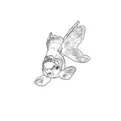 Goldfish