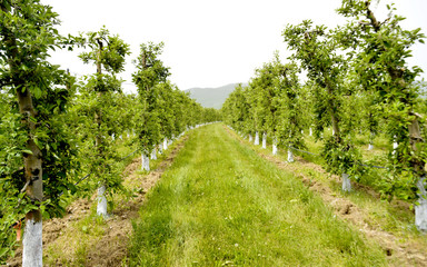 Fototapeta na wymiar apple trees protected with bordeaux mix, orchard