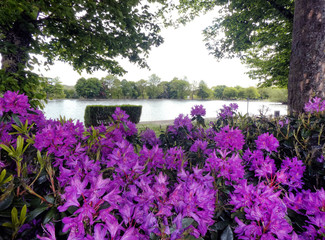 Rhododendrons overlooking a lake