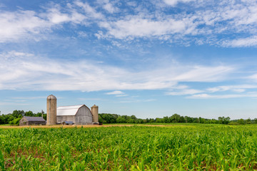 White Barn in Corn Field with Blue Sky - 350636199