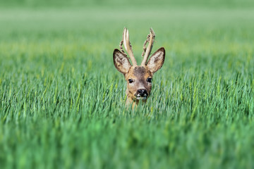 Roe deer in wheat field. European wildlife.