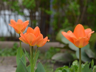 Close-up of orange tulips blooming in the spring garden.