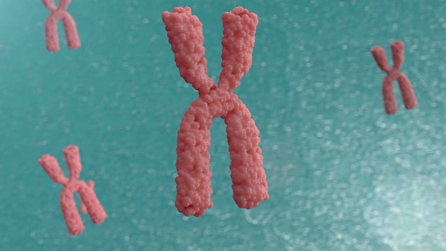 3d animation of chromosomes. The movement of X chromosomes in the cell.