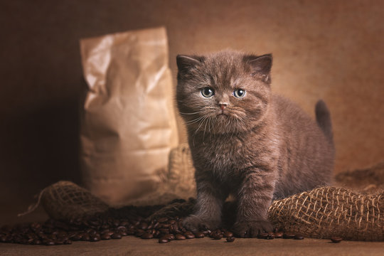 BKH Kitten in chocolate mit Kaffeebohnen Kaffee braun