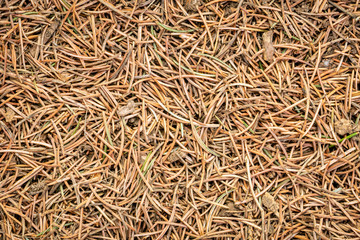 closeup background and texture of forest floor