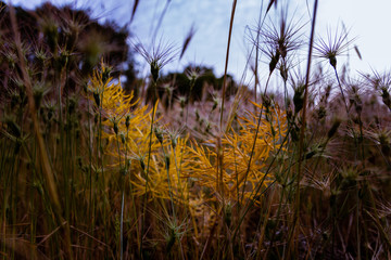 Obraz premium Wild flowers in the field in spring