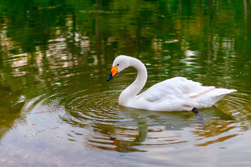 photo of a swan on lake