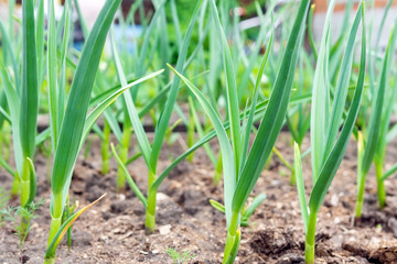 organically cultivated garlic plantation in the vegetable garden. growing organic plants and vegetables