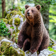 Brown bear - close encounter with a big female wild brown bear looking for food in the forest and mountains of the Notranjska region in Slovenia