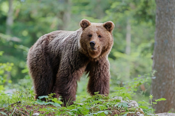 Obraz premium Brown bear - close encounter with a big female wild brown bear looking for food in the forest and mountains of the Notranjska region in Slovenia