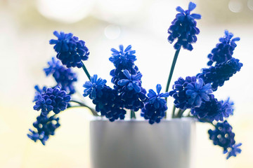Blue Muscari flowers close up. A group of Grape hyacinth (Muscari armeniacum) blooming in the spring.