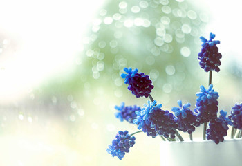 Blue Muscari flowers close up. A group of Grape hyacinth (Muscari armeniacum) blooming in the spring.