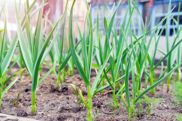 organically cultivated garlic plantation in the vegetable garden. growing organic plants and vegetables