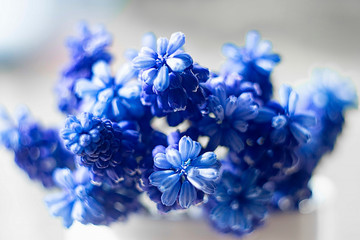 Blue Muscari flowers close up. A group of Grape hyacinth (Muscari armeniacum) blooming in the spring.