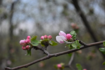 pink cherry blossom