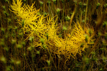 Wild flowers in the field in spring
