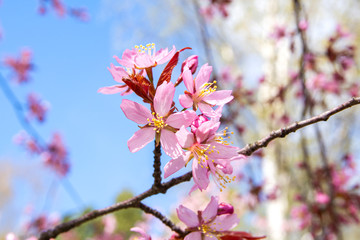 Fototapeta na wymiar Cherry tree blossom, Kirsikkapuisto (Cherry Tree Park) in Roihuvuori, Helsinki, Finland