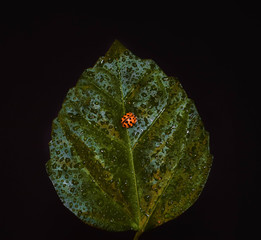 liść z biedronką  © Jan